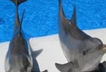 Mediterraneo Marine Park Tour